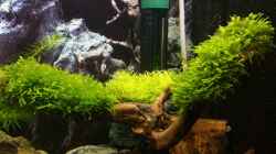 Dekoration im Aquarium Nano Eigenbau