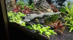 Dekoration im Aquarium Nano Eigenbau