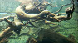 Aquarium Juwel Rio 400