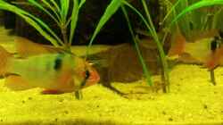 Besatz im Aquarium Juwel Rio 400