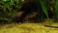Aquarium Juwel Rio 400
