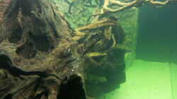 Dekoration im Aquarium Juwel Rio 400