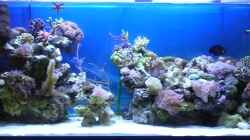 Aquarium Becken 2918