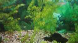 Dekoration im Aquarium Becken 2923