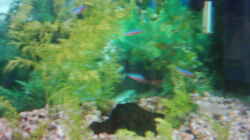 Pflanzen im Aquarium Becken 2923