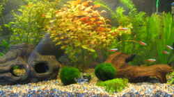 Aquarium Becken 2926