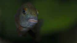 Besatz im Aquarium Tropheus Bemba