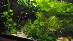 Aquarium Amazonas "nur noch Beispiel abgebaut 10/21"