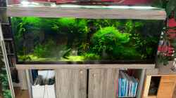 Besatz im Aquarium Amazonas "nur noch Beispiel abgebaut 10/21"