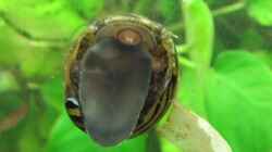Besatz im Aquarium Becken 29458
