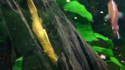 Besatz im Aquarium Becken 29458