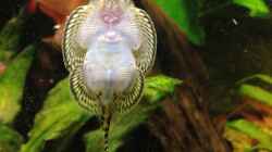 Flossensauger