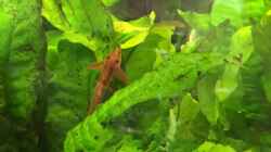 Dekoration im Aquarium Becken 29458