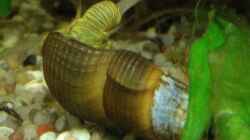 Besatz im Aquarium Becken 29458