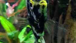 Besatz im Aquarium Becken 29458