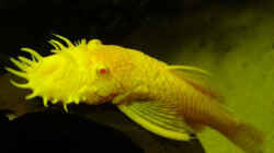 Besatz im Aquarium Becken 29458