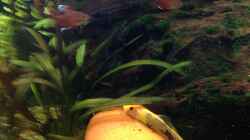 Pflanzen im Aquarium Becken 29458