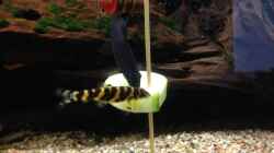 Besatz im Aquarium Becken 29458