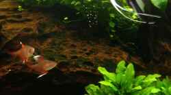 Besatz im Aquarium Becken 29458
