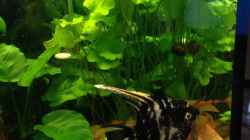 Besatz im Aquarium Becken 29458