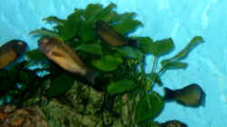 Pflanzen im Aquarium Becken 295