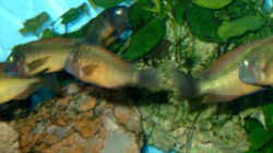 Besatz im Aquarium Becken 295