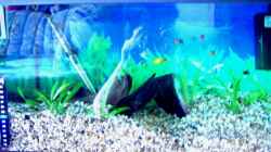 Aquarium Becken 2968