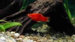 Besatz im Aquarium Becken 2968