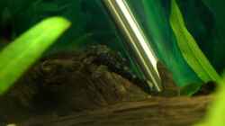 Besatz im Aquarium Becken 2968