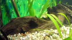 Dekoration im Aquarium Becken 2968