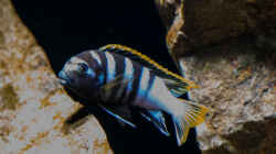 Labidochromis sp. mbamba bay .. entfesselter Blitz ..