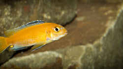 Melanochromis johannii