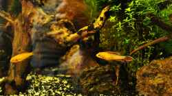 Besatz im Aquarium Becken 29837
