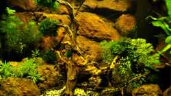 Aquarium Becken 29837