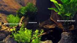 Aquarium Becken 29837