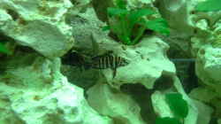 2 Altolamprologus Calvus black ca. 4 cm