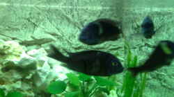 Tropheus Duboisi Maswa