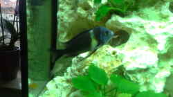 Tropheus Duboisi Maswa