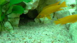 2 Neolamprologus Leleupi