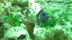 Tropheus Duboisi Maswa
