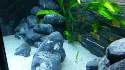 Pflanzen im Aquarium MJM´s NonMbuna