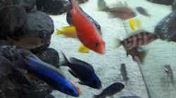 Besatz im Aquarium MJM´s NonMbuna