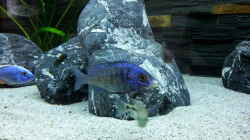 Placidochromis phenochilus mdoka ´white lips´