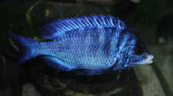 Besatz im Aquarium MJM´s NonMbuna