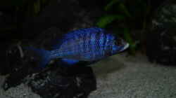 Placidochromis phenochilus mdoka ´white lips´