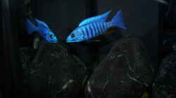 Sciaenochromis fryeri ´iceberg´