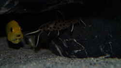 Synodontis petricola 