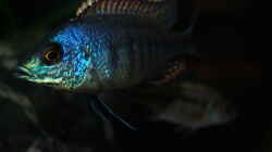Lethrinops lethrinus