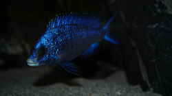 Placidochromis phenochilus mdoka ´white lips´