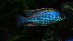Lethrinops lethrinus
